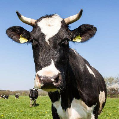 manila milker.